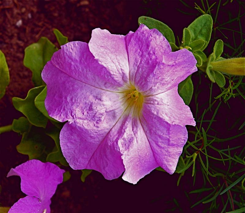 mother's day special