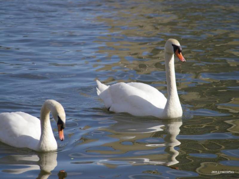 Two Swans