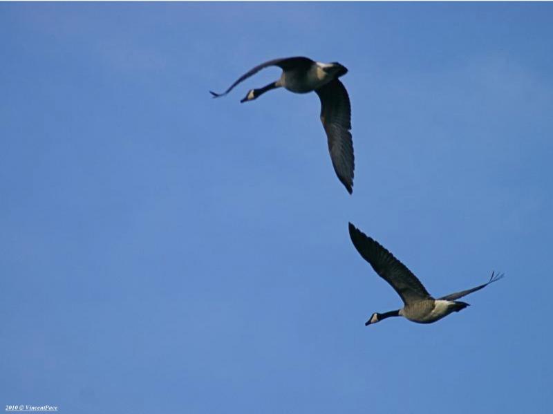 Birds Flying